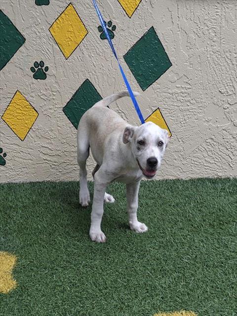Adoptable Dog