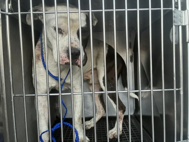 Adoptable Dog