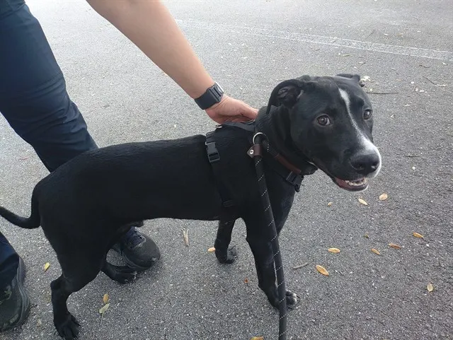 *Woofer