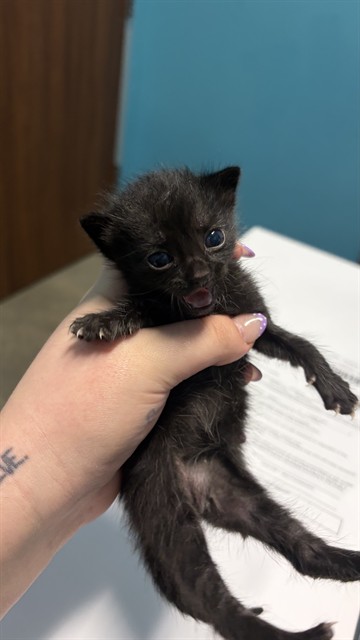 Adoptable Cat