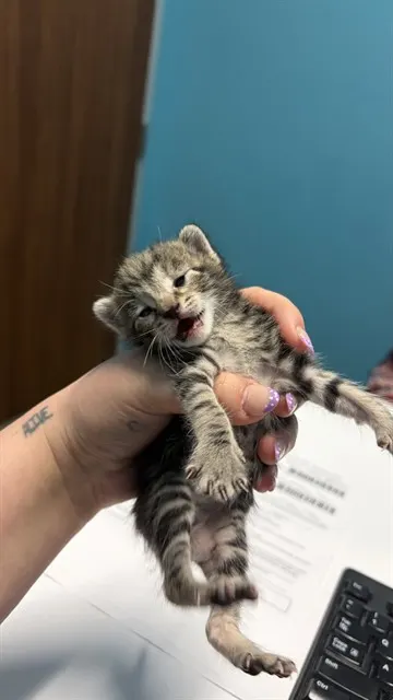 Adoptable Cat