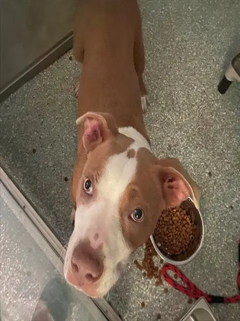 Nemo