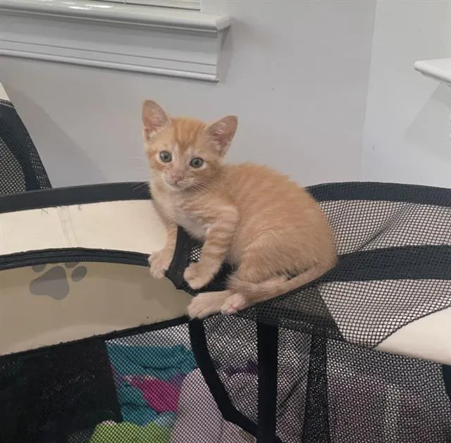 Cheeto