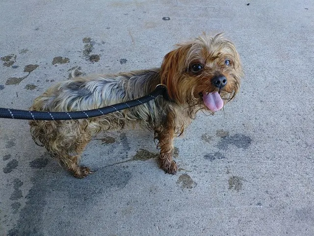Adoptable Dog