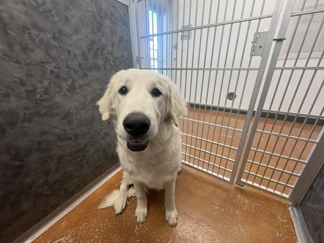 Snowball