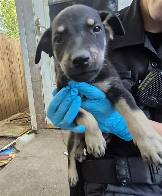 Rotty