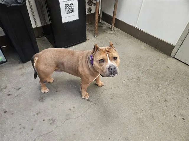 El Guapo
