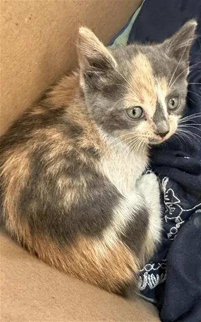 Lilly