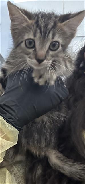 Tiny