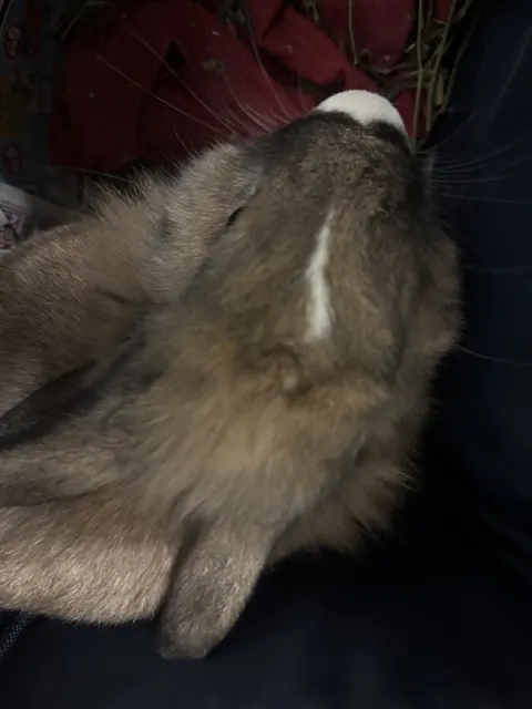 Peanut