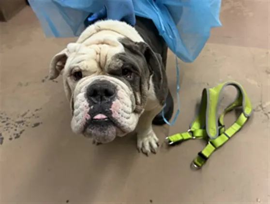 Adoptable Dog