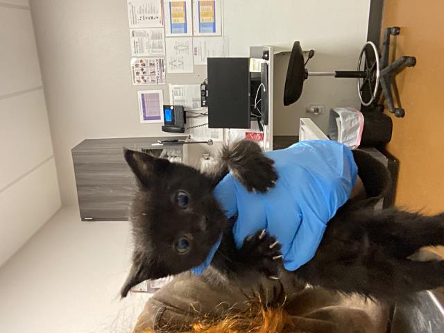 Adoptable Cat