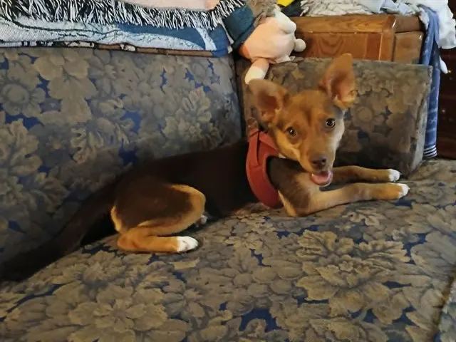 Chica