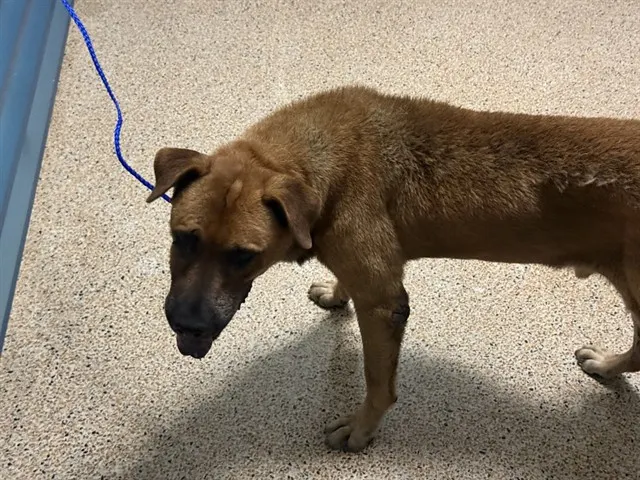 Brown Dog