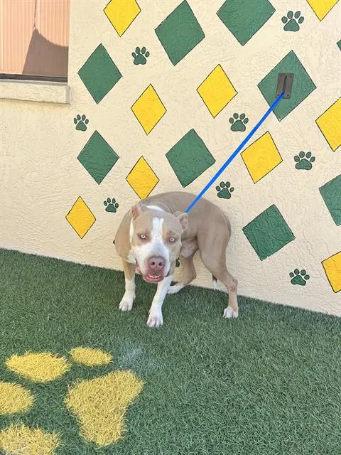 Adoptable Dog