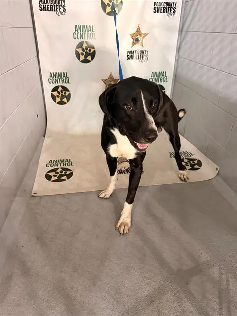 Adoptable Dog