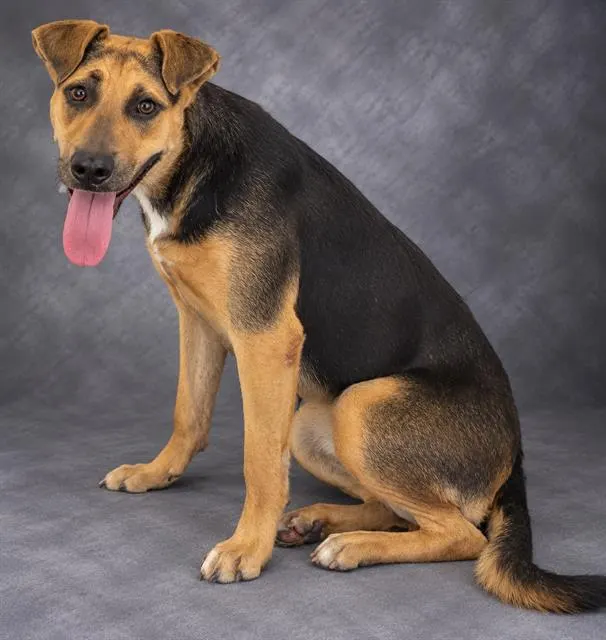 Adoptable Dog