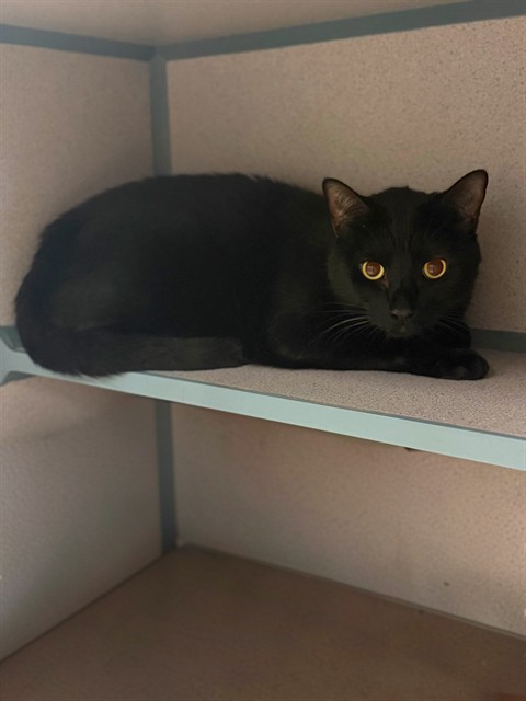 Panther