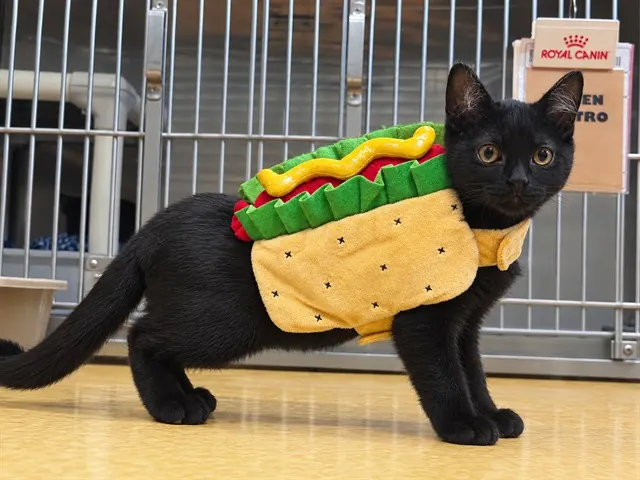 Hotdog