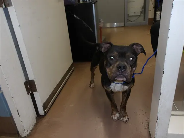 Adoptable Dog