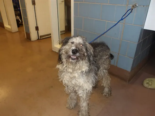 Adoptable Dog