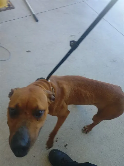 Adoptable Dog