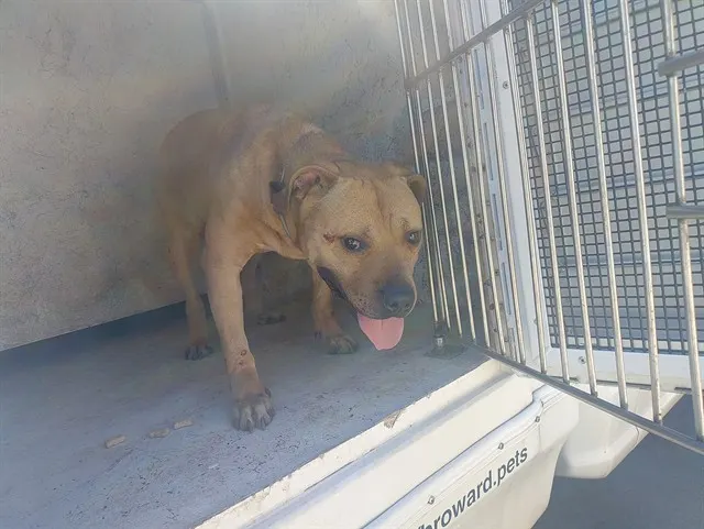 Adoptable Dog