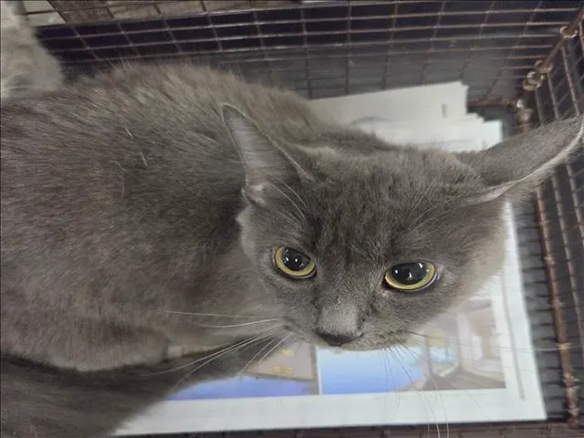 Smokey