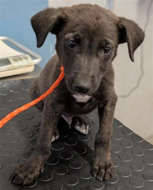 Adoptable Dog