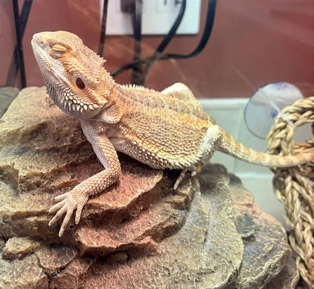Cheeto