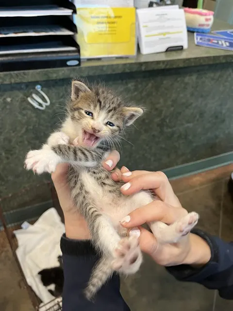 Oscar