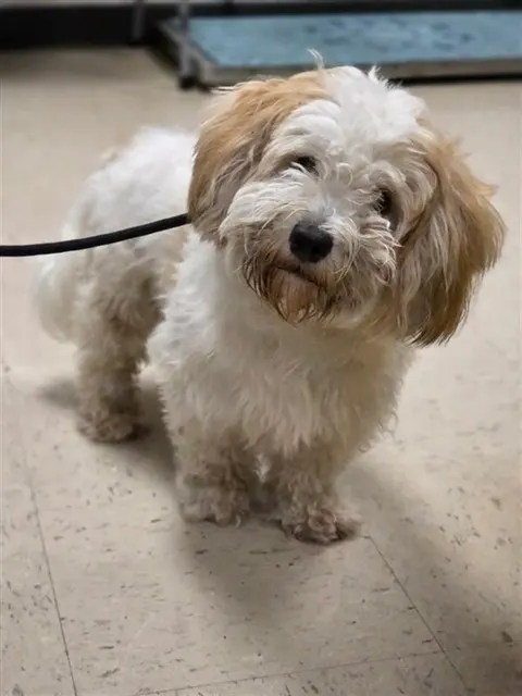 Adoptable Dog