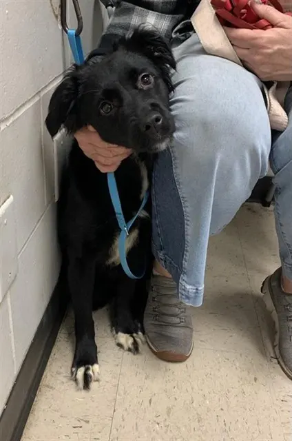 Adoptable Dog