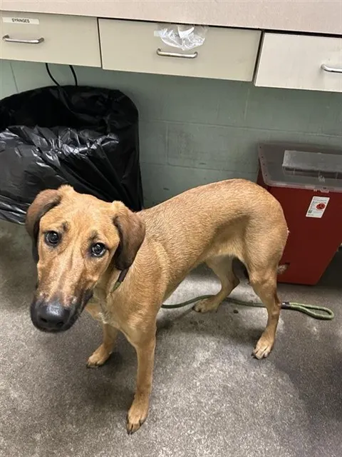 Adoptable Dog