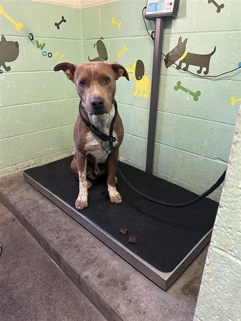 Adoptable Dog