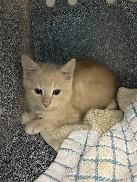 Adoptable Cat