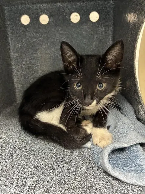 Adoptable Cat