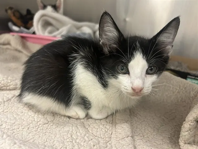 Binx