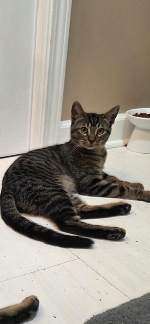 Adoptable Cat