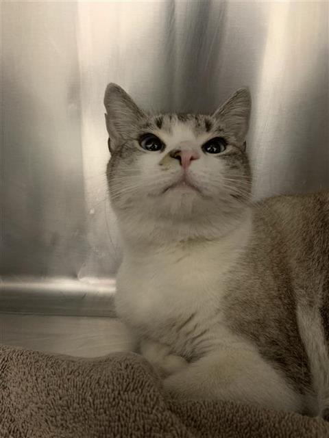 Adoptable Cat