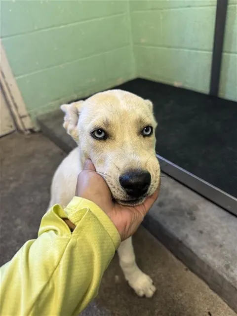 Adoptable Dog