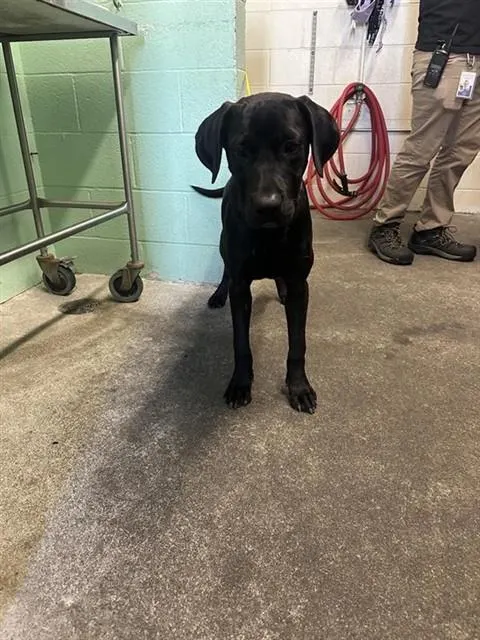 Adoptable Dog