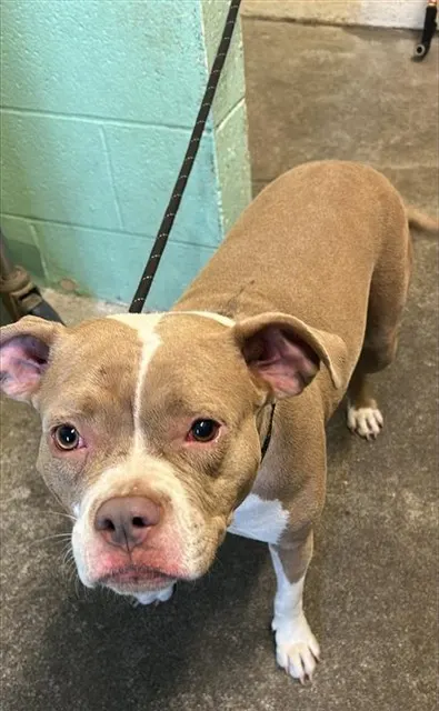 Adoptable Dog