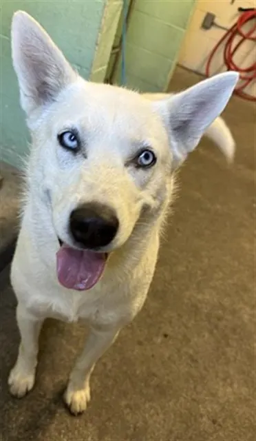 Adoptable Dog