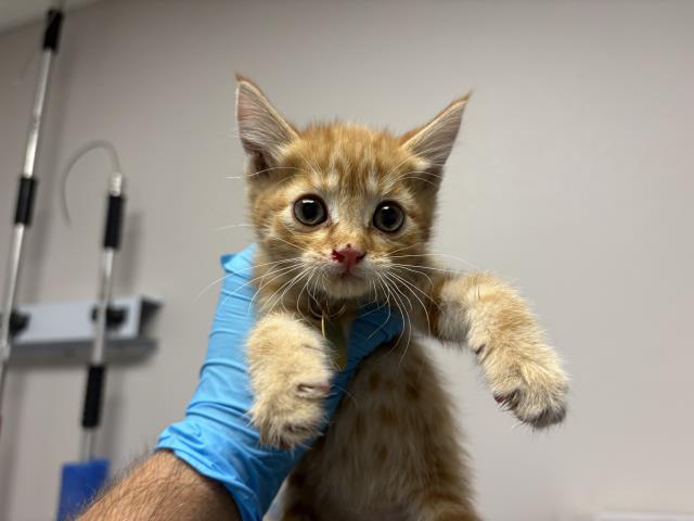Adoptable Cat