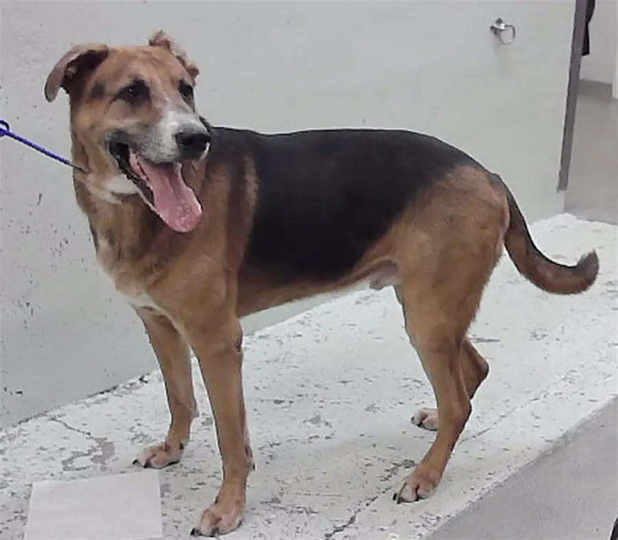 Enzo