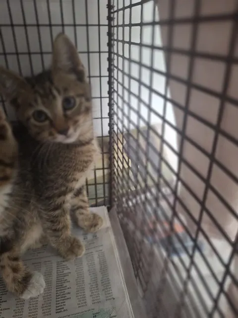 Adoptable Cat