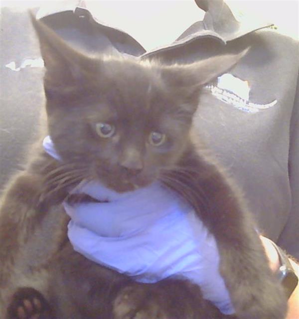 Adoptable Cat