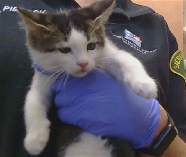 Adoptable Cat