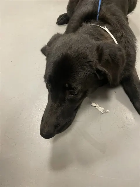 Pippa